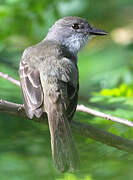 Short-crested Flycatcher