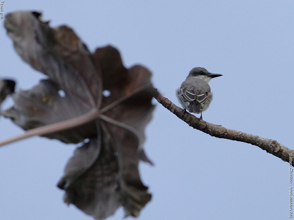 Grey Kingbird