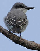 Grey Kingbird