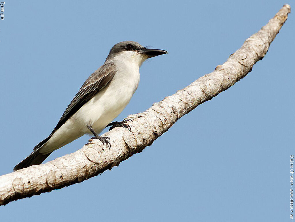 Grey Kingbird