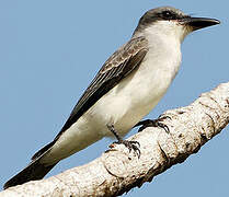 Grey Kingbird