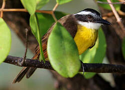 Lesser Kiskadee