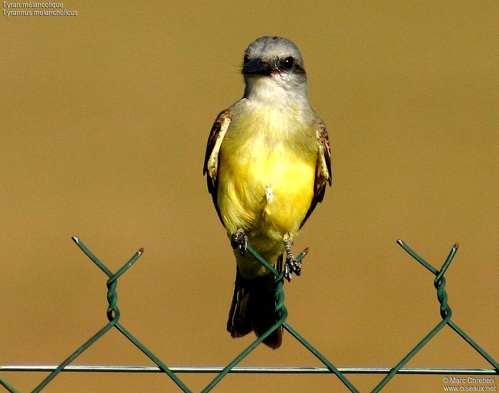 Tropical Kingbird