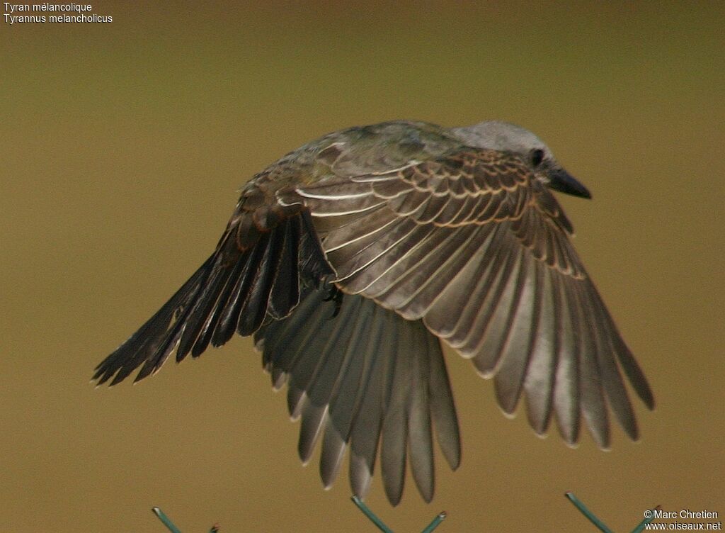 Tropical Kingbird