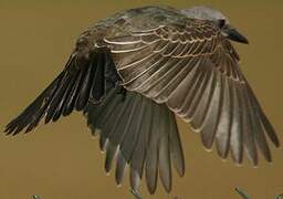 Tropical Kingbird