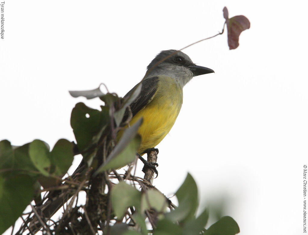 Tropical Kingbird