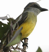 Tropical Kingbird