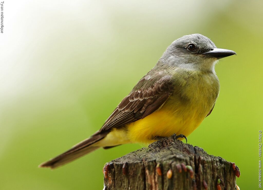 Tropical Kingbird