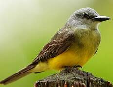 Tropical Kingbird