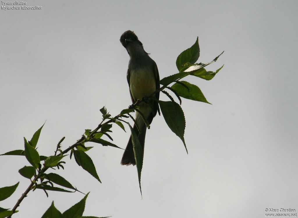 Dusky-capped Flycatcher