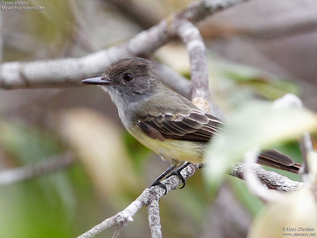 Dusky-capped Flycatcheradult