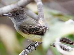 Dusky-capped Flycatcher