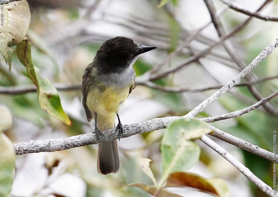 Dusky-capped Flycatcher