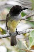 Dusky-capped Flycatcher