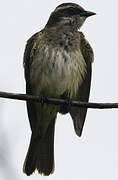 Piratic Flycatcher