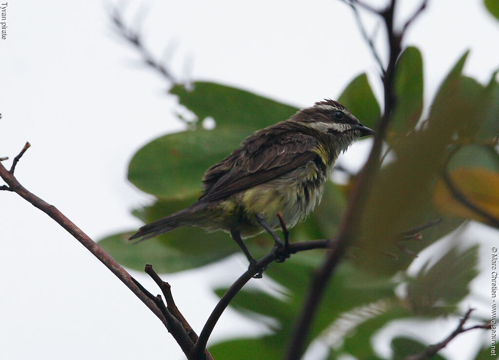 Piratic Flycatcher