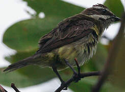 Piratic Flycatcher