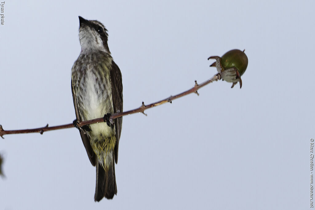 Piratic Flycatcher