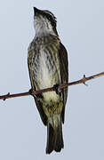 Piratic Flycatcher