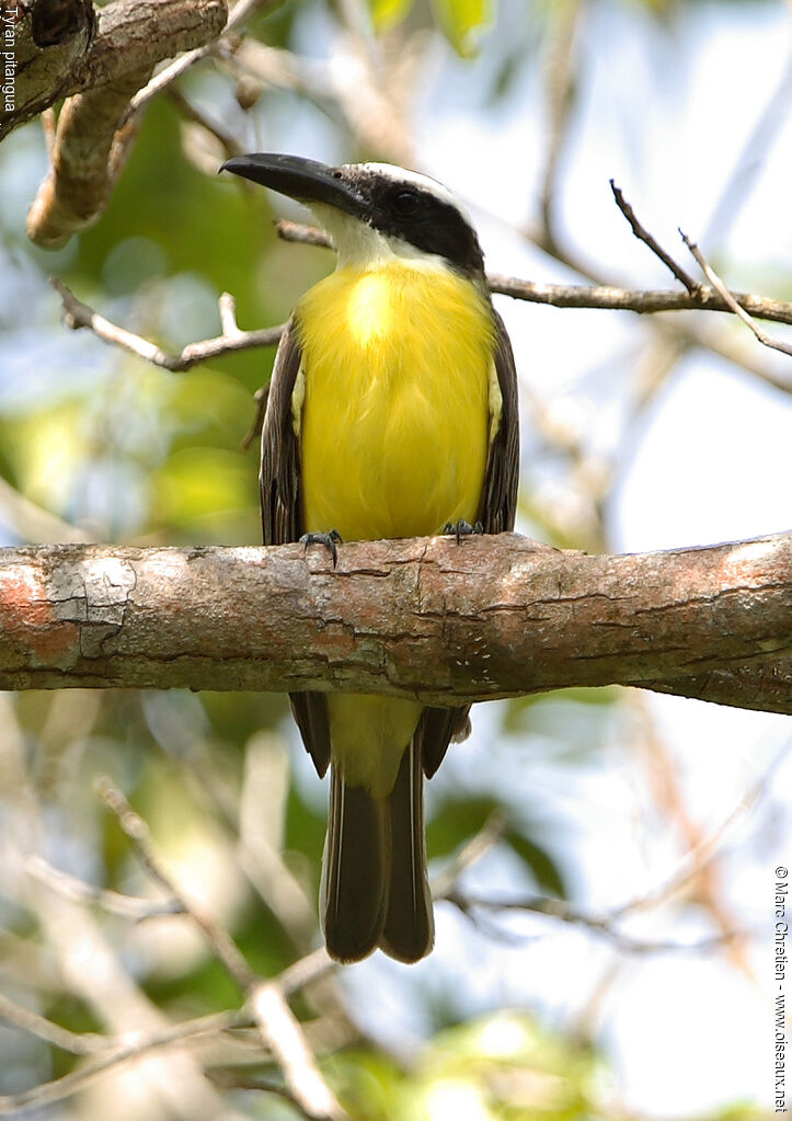 Boat-billed Flycatcher