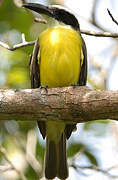 Boat-billed Flycatcher