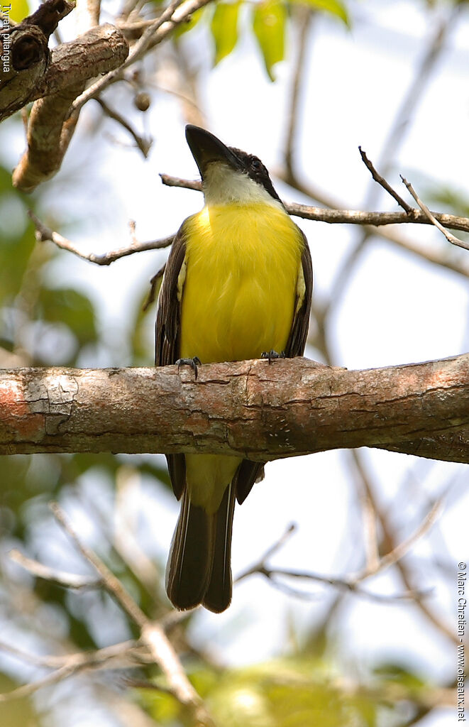 Boat-billed Flycatcher