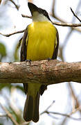 Boat-billed Flycatcher