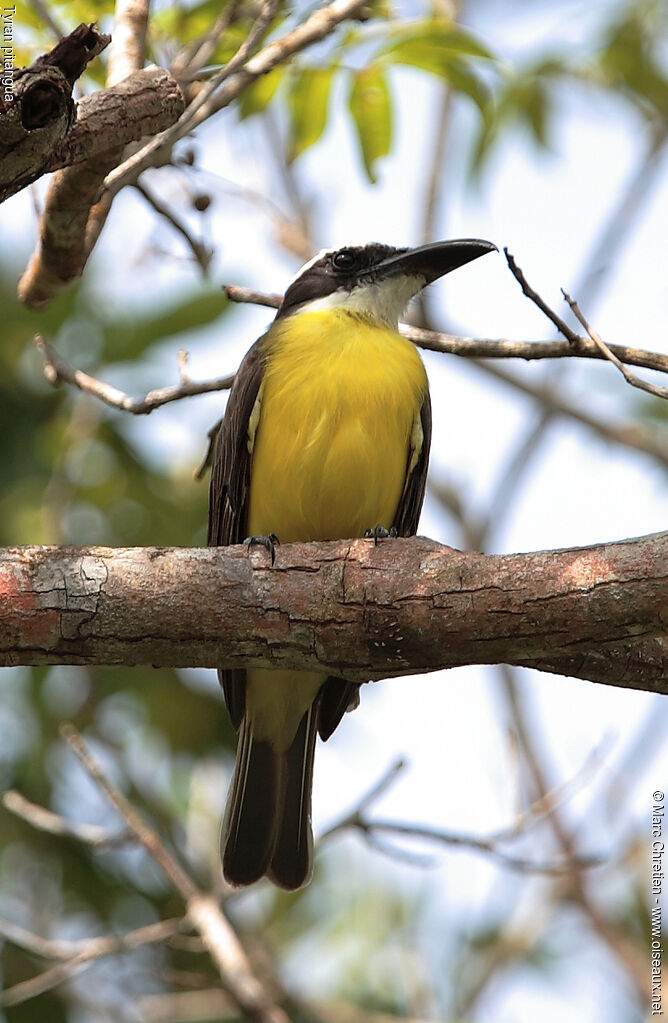 Boat-billed Flycatcher