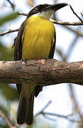 Boat-billed Flycatcher