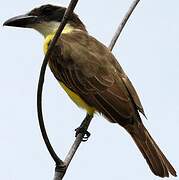 Boat-billed Flycatcher