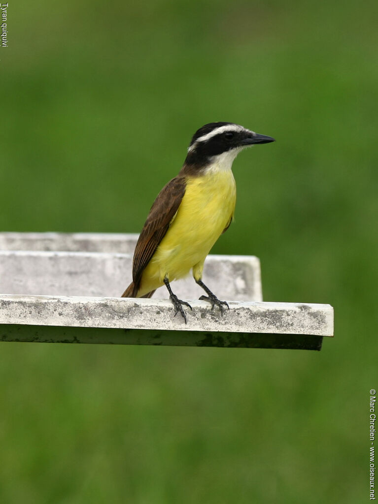 Great Kiskadee