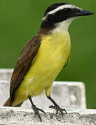 Great Kiskadee