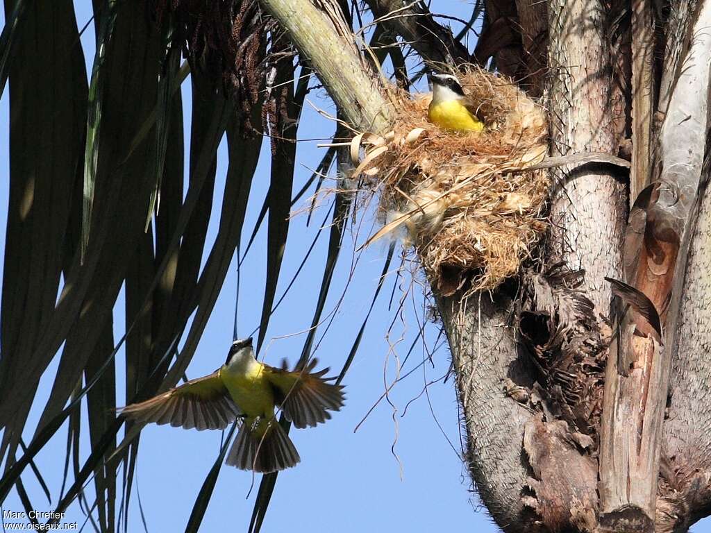 Great Kiskadeeadult, habitat, Reproduction-nesting