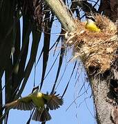 Great Kiskadee