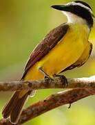 Great Kiskadee