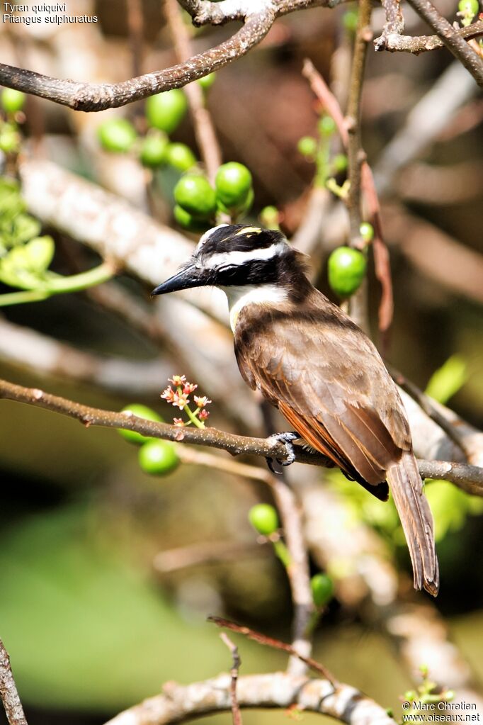 Great Kiskadee male adult