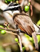 Great Kiskadee