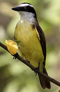 Great Kiskadee