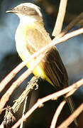 Social Flycatcher