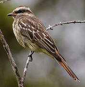 Variegated Flycatcher