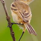 Tyranneau barbu