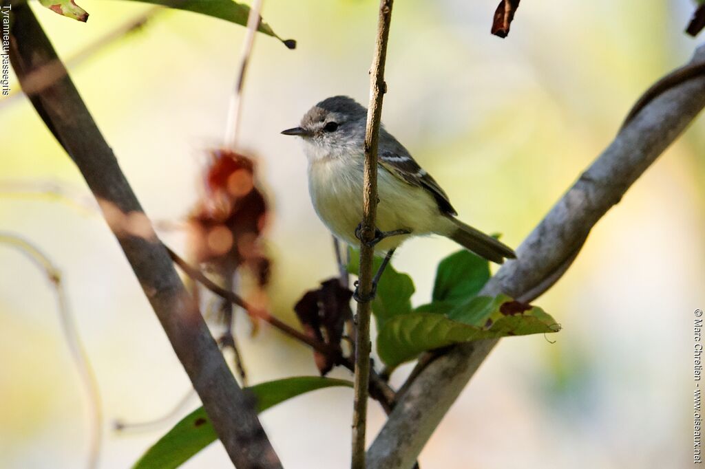 Southern Beardless Tyrannuletadult