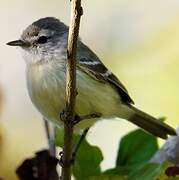 Southern Beardless Tyrannulet