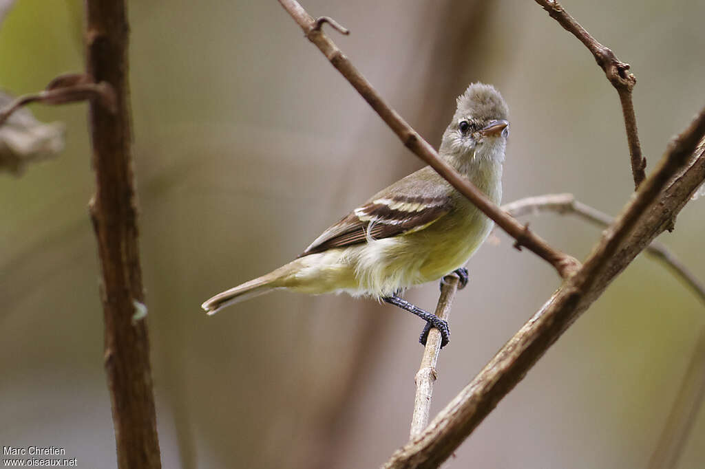 Tyranneau passegris, identification