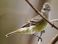 Southern Beardless Tyrannulet