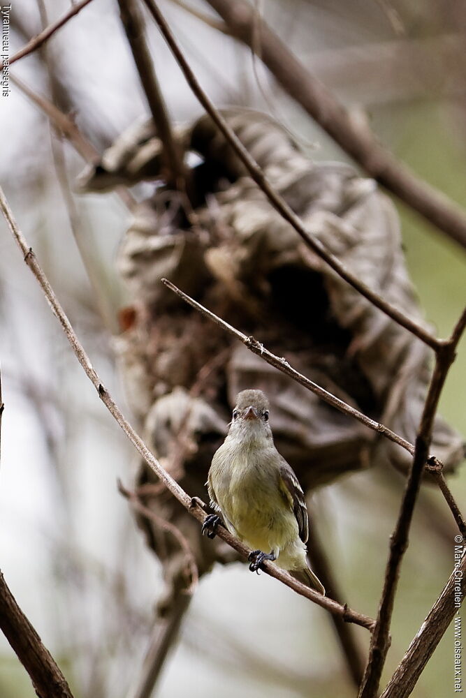 Southern Beardless Tyrannulet