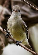 Southern Beardless Tyrannulet