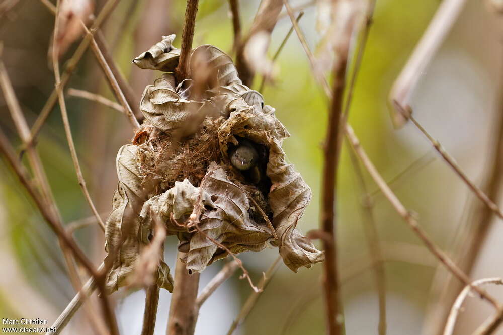 Southern Beardless Tyrannulet, Reproduction-nesting