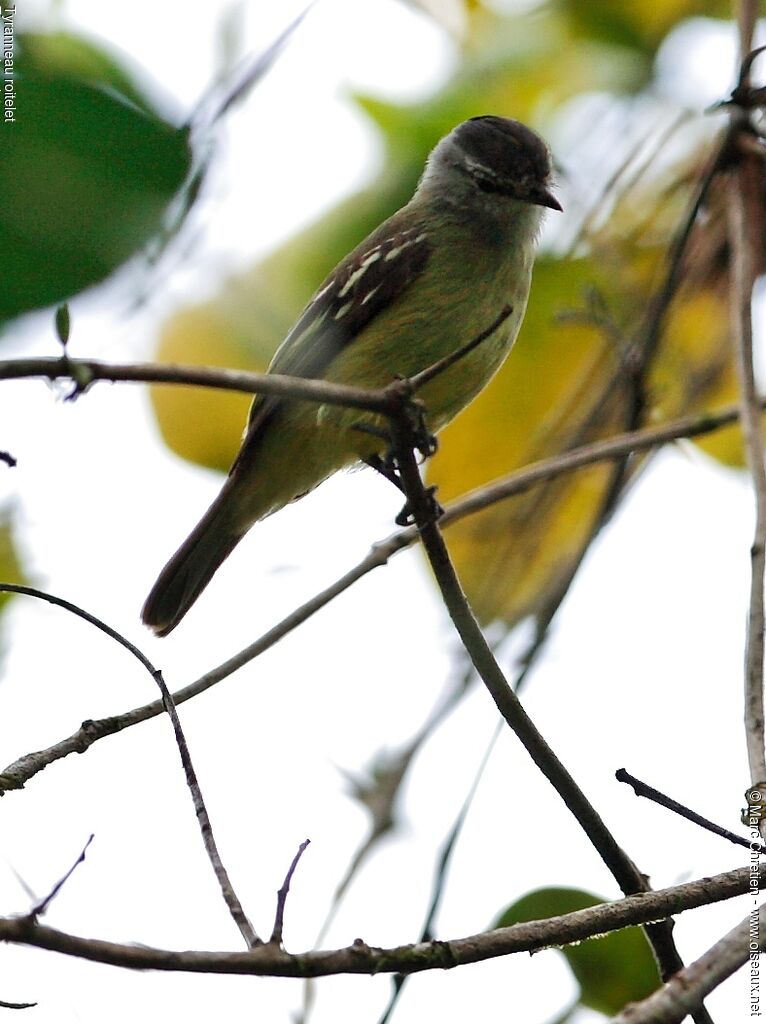 Yellow-crowned Tyrannulet