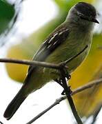 Yellow-crowned Tyrannulet